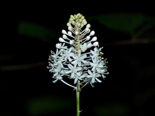 {Amianthium muscitoxicum}
